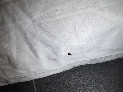 Photo from customer review