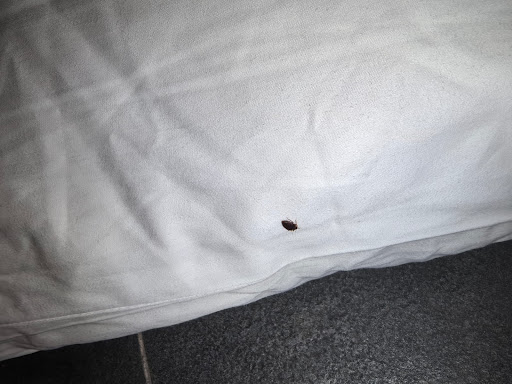Photo from customer review
